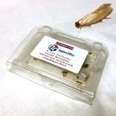 piège à mites des vêtements Tineola