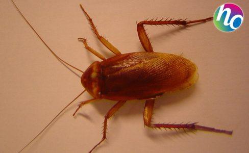 Diapo Désinsectisation