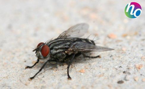 Diapo Désinsectisation