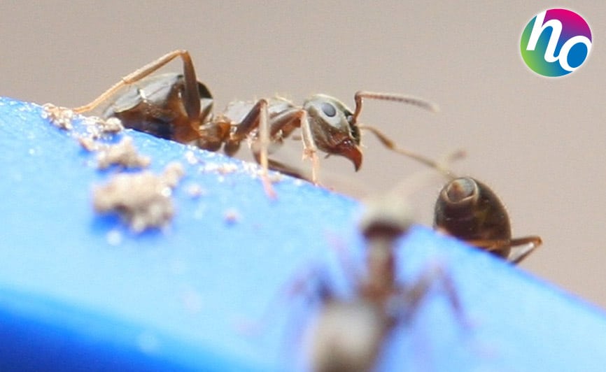 Hygiène Office, désinsectisation contre les fourmis