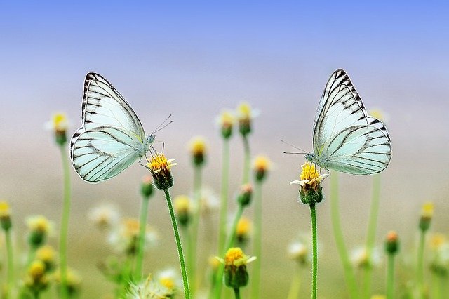 papillon, phéromone