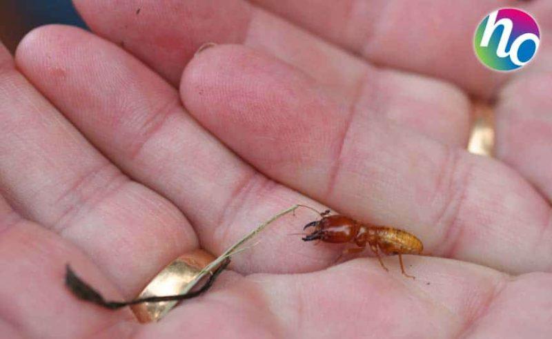 Société Du Rivau & Associés