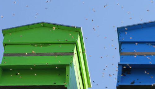 Ouverture des ruchers d’Hygiène Office et de Bepox. Les abeilles élevées en montagne sont libérées.