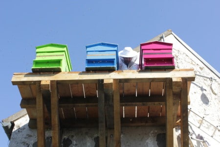 Installation des ruches au siège social d'Hygiène Office et de Bepox