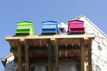 Installation des ruches au siège social d'Hygiène Office et de Bepox