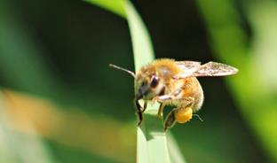 Une ouvrière chargée de pollen