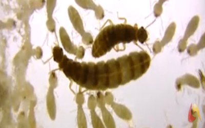 Les termites : la ponte vidéo