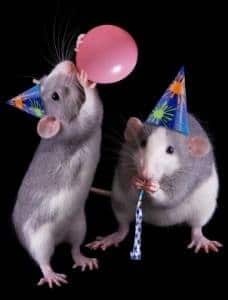 Souris qui font la fête