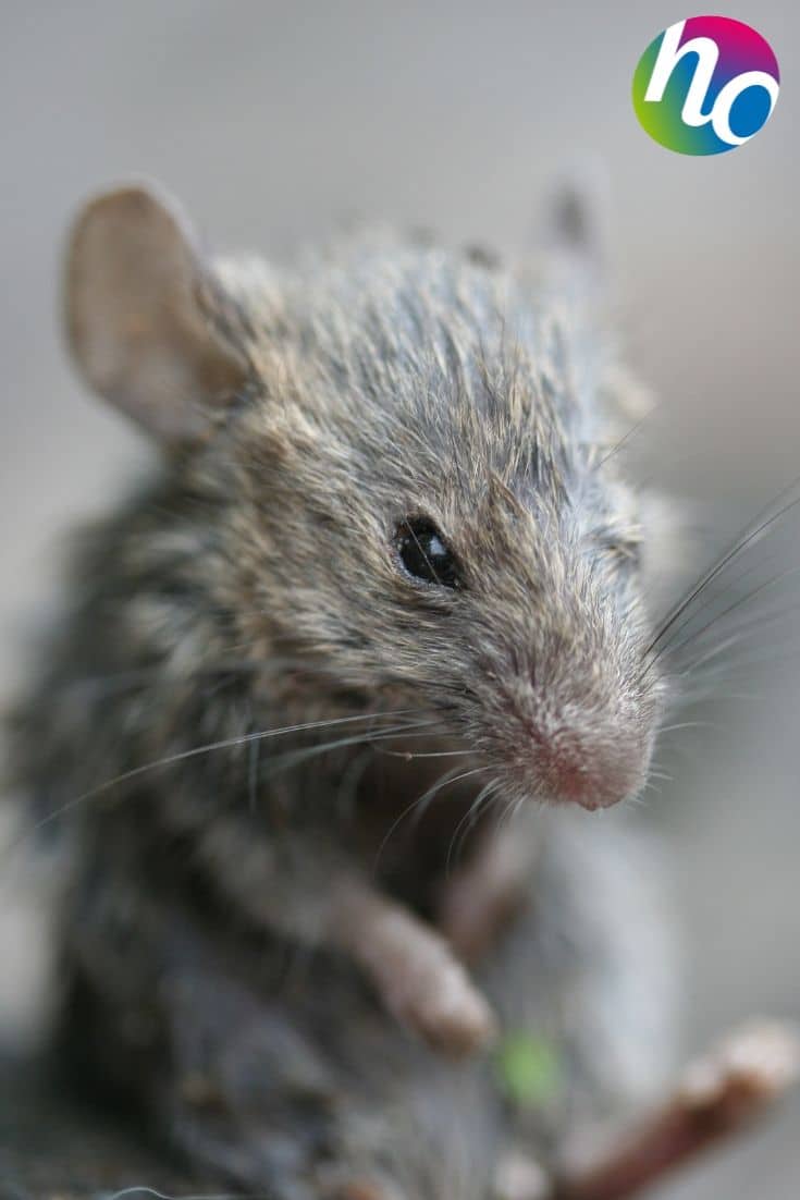 Hermie  Lutte contre les rats et les souris: un guide pratique