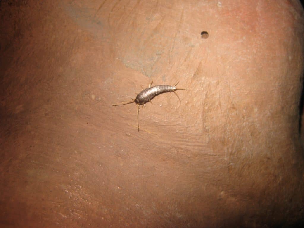 Lépisme ou poisson d&rsquo;argent – désinsectisation