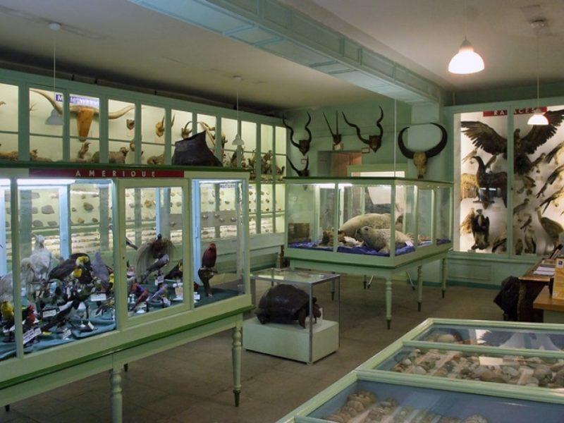 Muséum d&rsquo;Histoire Naturelle d&rsquo;Ethnographie et d&rsquo;Archéologie de Cherbourg Octeville
