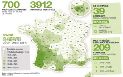 des termites à Villejuif (94) – territoire sous surveillance