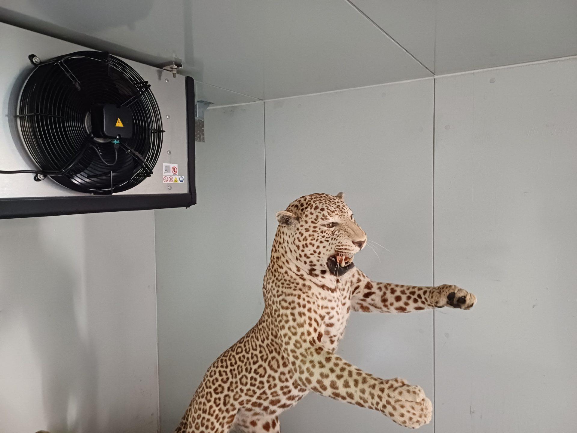 MUSEE DE LA CHASSE ET DE LA NATURE Animaux naturalisés