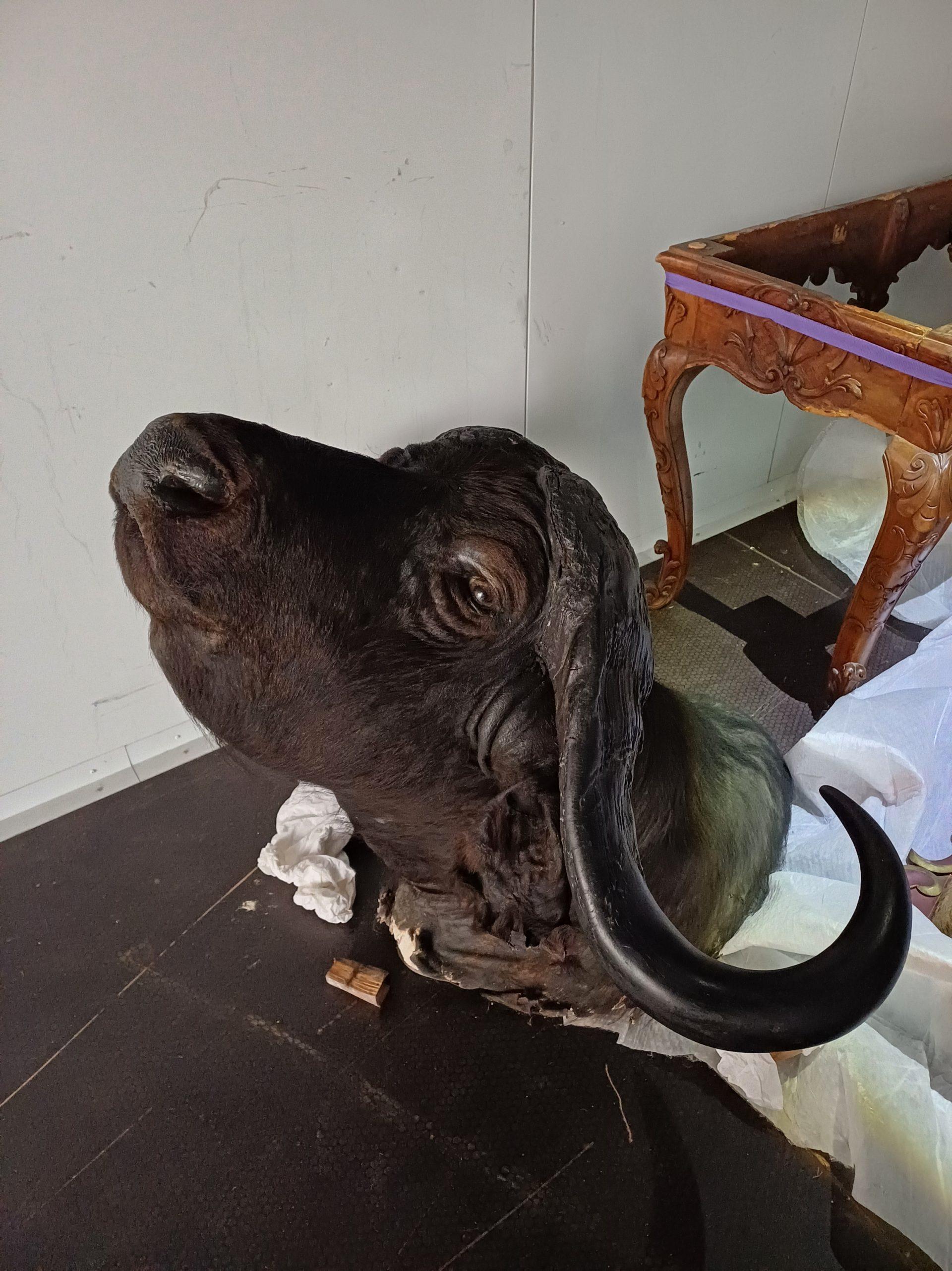 MUSEE DE LA CHASSE ET DE LA NATURE Animaux naturalisés