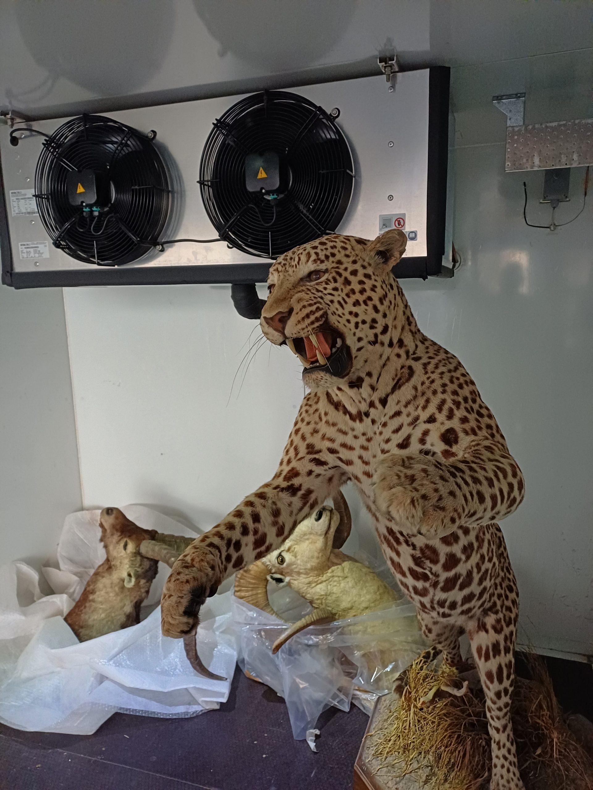 MUSEE DE LA CHASSE ET DE LA NATURE Animaux naturalisés