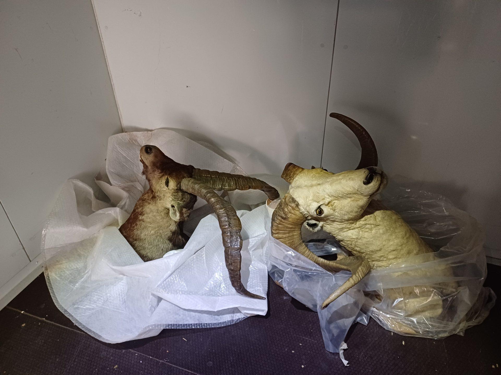 MUSEE DE LA CHASSE ET DE LA NATURE Animaux naturalisés