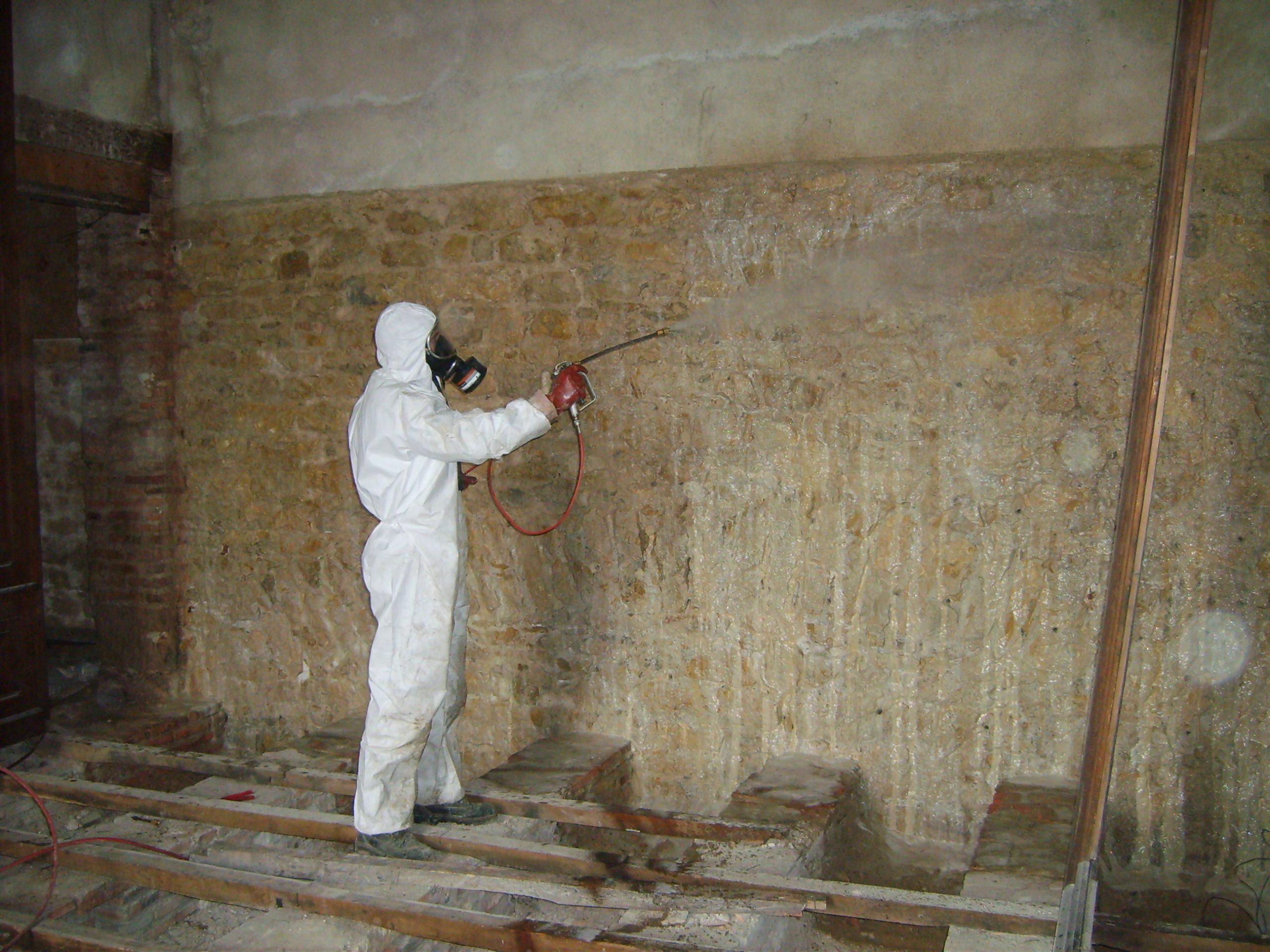 Mérule et termites, des territoires infestés