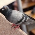 Eloignement pigeons
