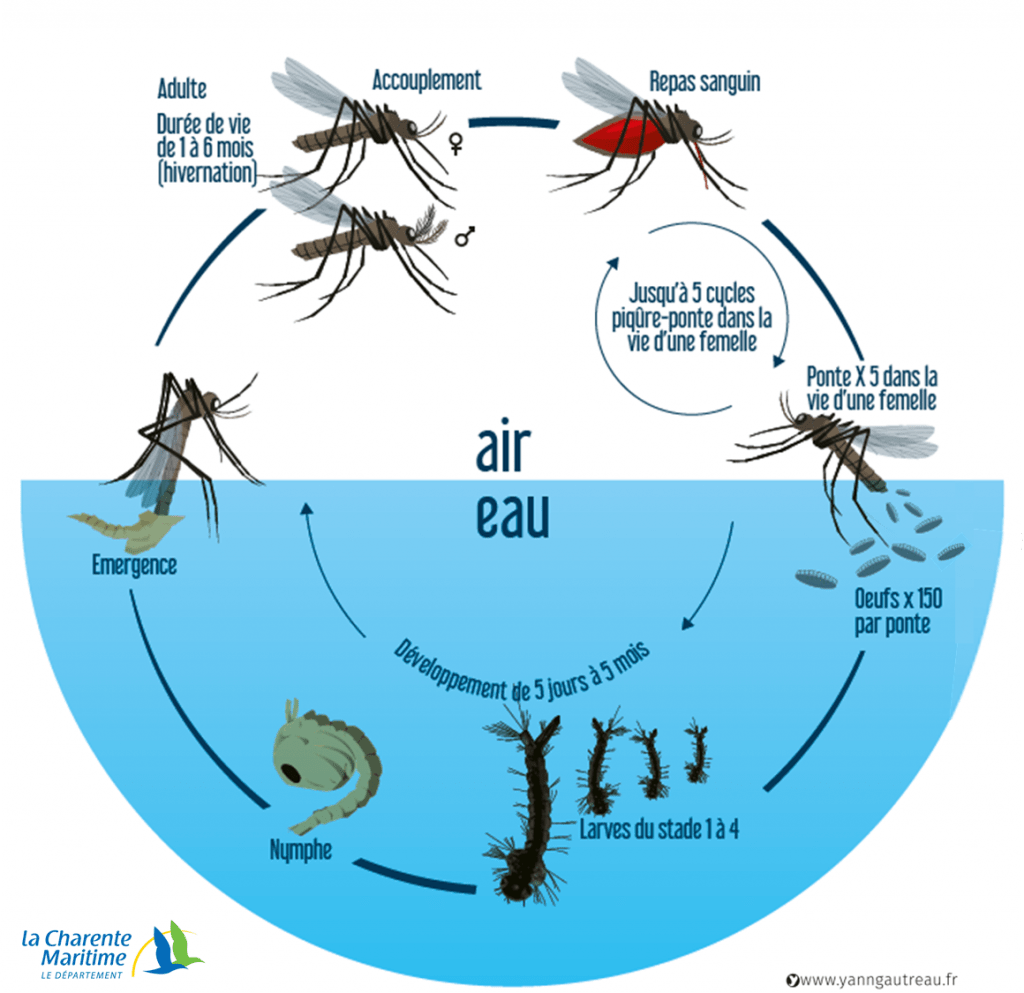 Cycle biologique moustique