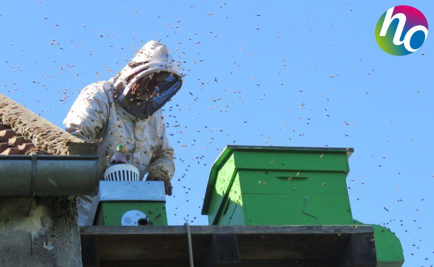 Les abeilles, une espèce vitale