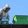 Apiculteur, les abeilles d'hygiène office