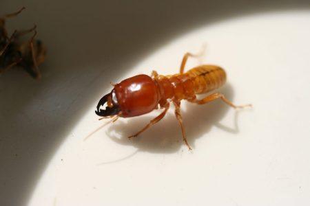 termite soldat hygiène office