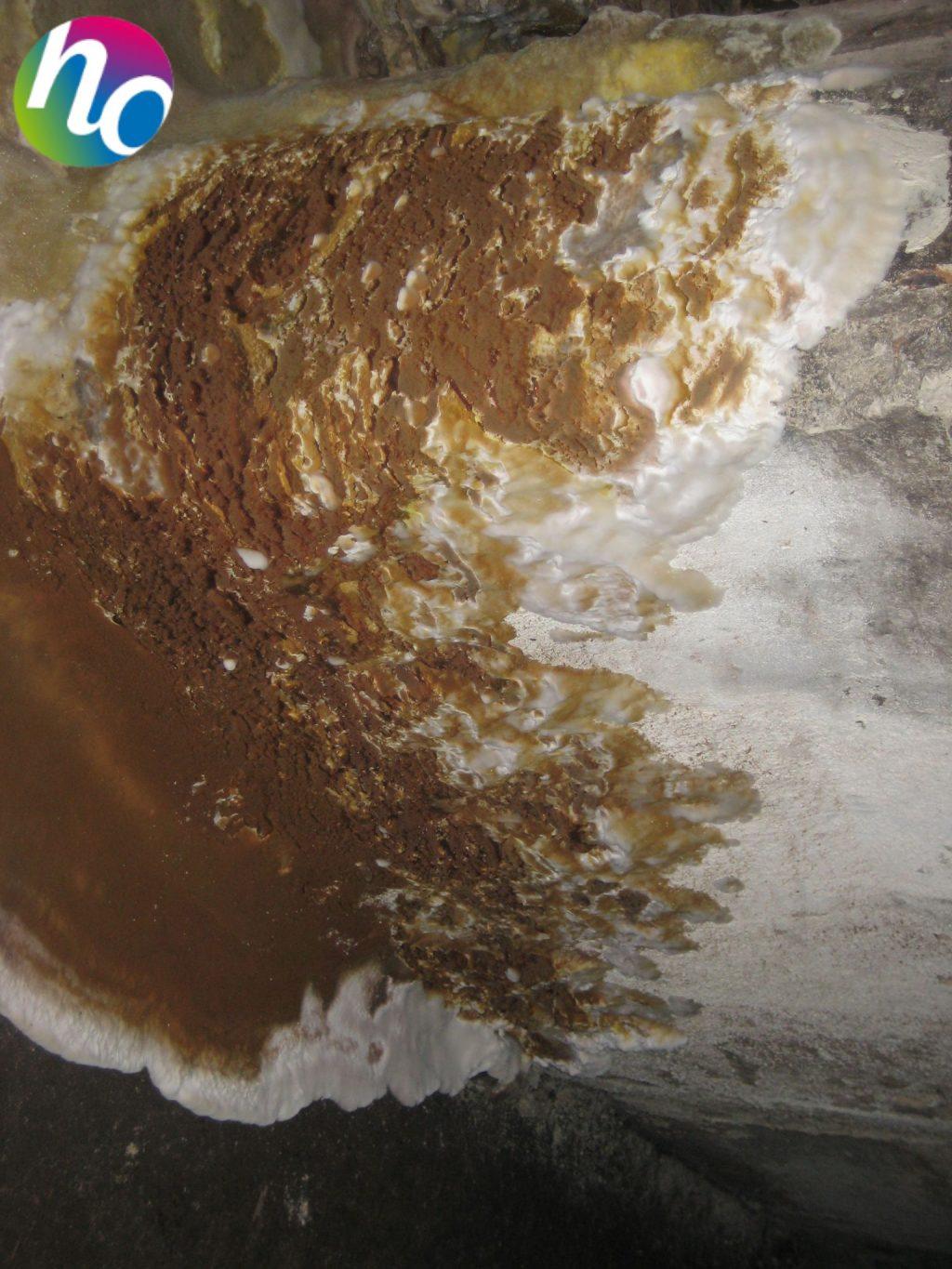 La mérule : un des champignons des bâtiments