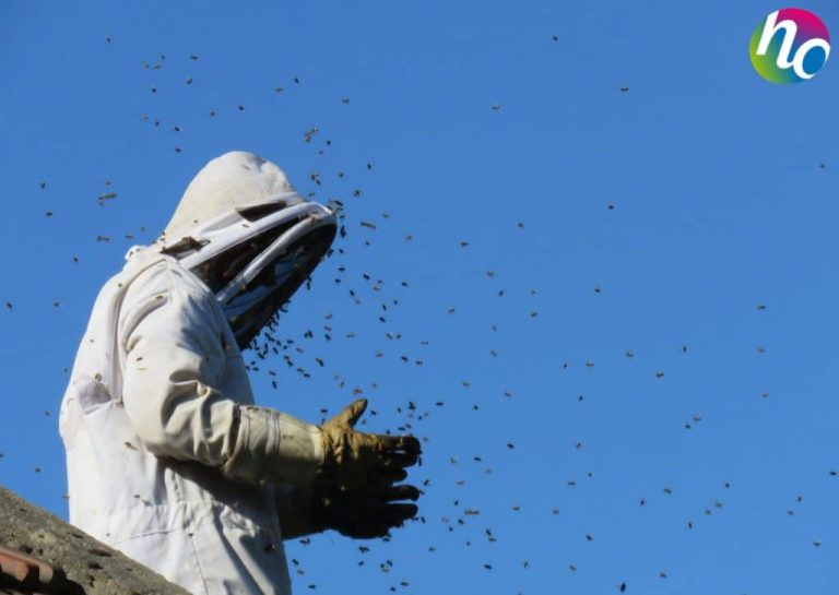 Les abeilles – les butineuses