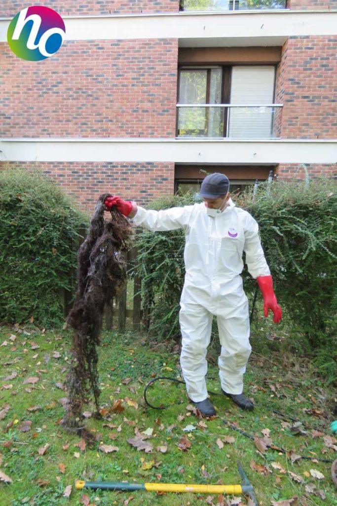 Racine que nous pouvons retrouver dans les réseaux d'assainissement de copropriété