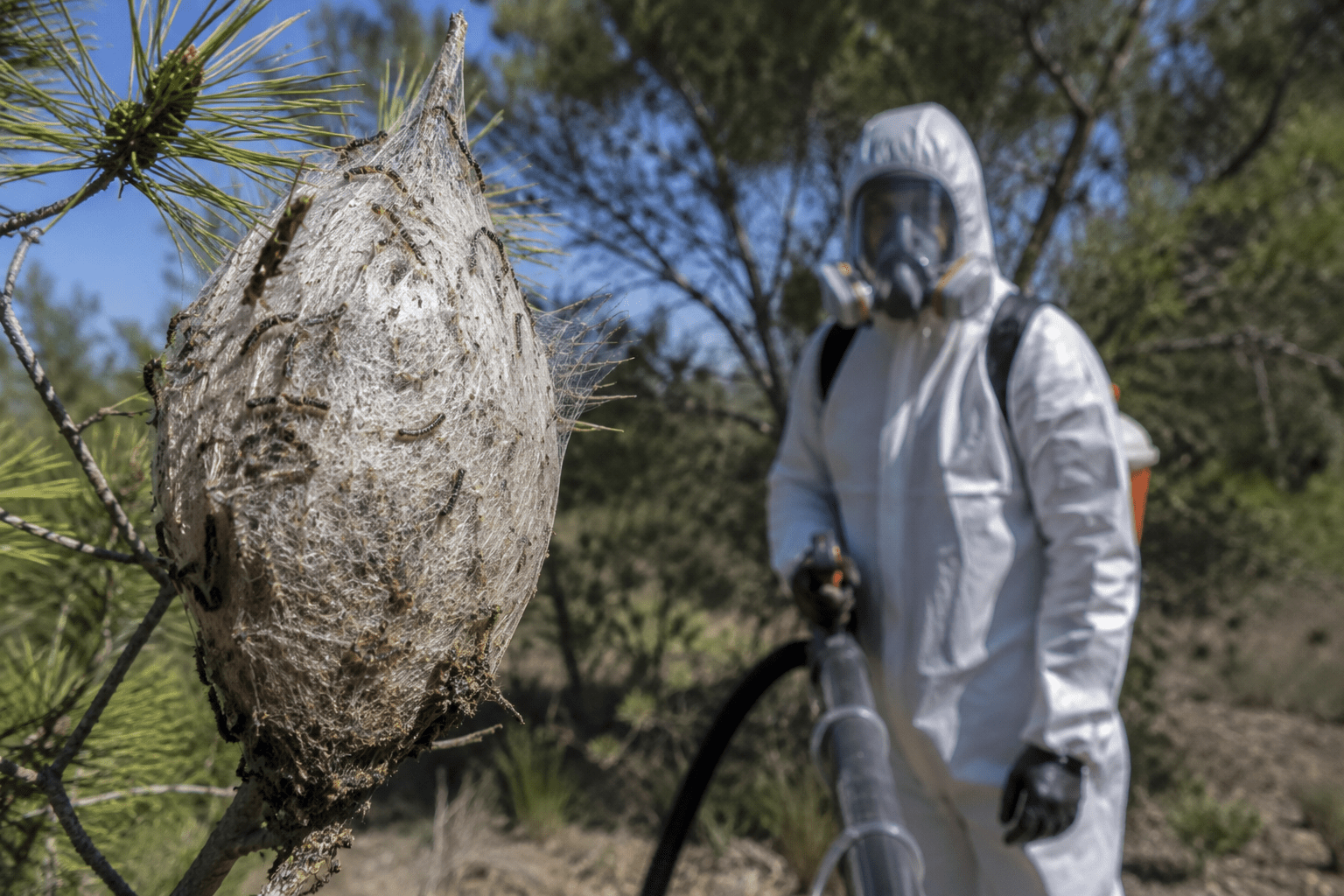 Nid de chenilles processionnaires dans un pin avec technicien en protection