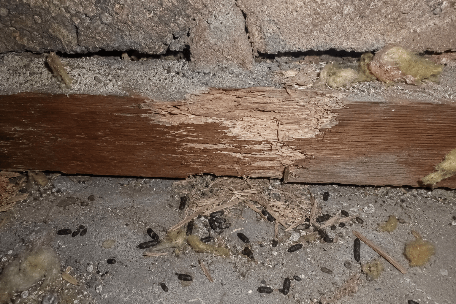 rongeurs nuisibles Seine-et-Marne rat souris identification